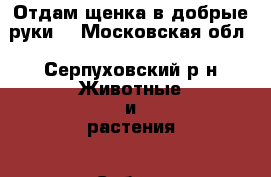 Отдам щенка в добрые руки. - Московская обл., Серпуховский р-н Животные и растения » Собаки   